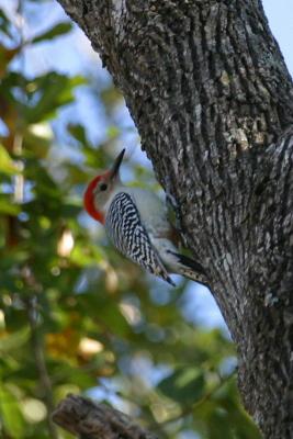 RED BELLIED WOODPECKER ON TREE