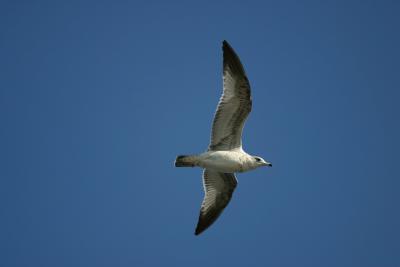 FLYING RING BILLED GULL