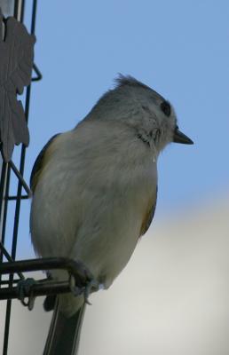 TUFTED TITMOUSE II