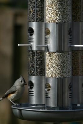 TUFTED TITMOUSE III