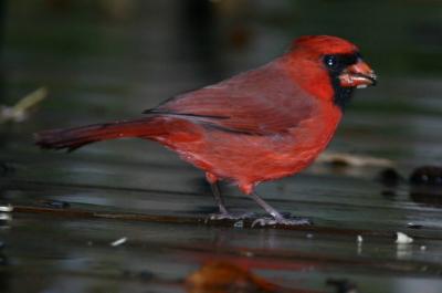 WET NORTHERN CARDINAL