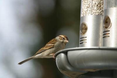 CLAY COLORED SPARROW