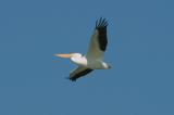 AMERICAN WHITE PELICAN