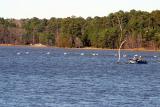AMERICAN WHITE PELICANS