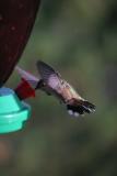 BROADTAILED HUMMINGBIRD II