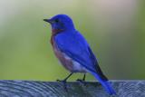 Eastern Bluebird