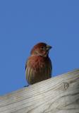 HOUSE FINCH