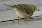 FEMALE PINE WARBLER