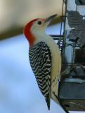 RED BELLIED WOODPECKER I