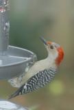 FEMALE RED BELLIED WOODPECKER