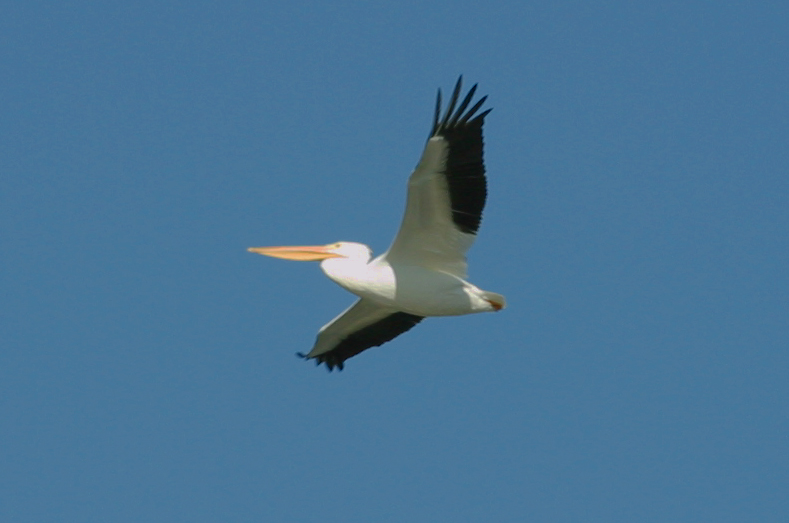 AMERICAN WHITE PELICAN