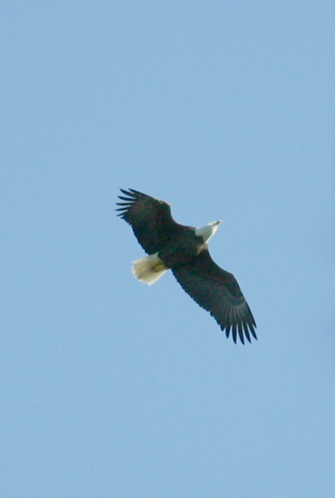 BALD EAGLE