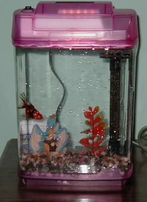 bella's fish