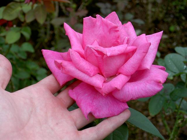 PICT1627.JPG