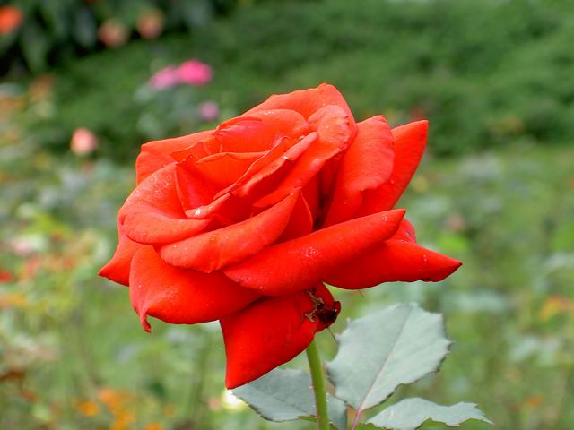 PICT1698.JPG