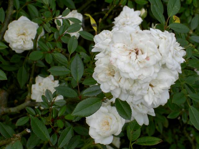PICT1699.JPG