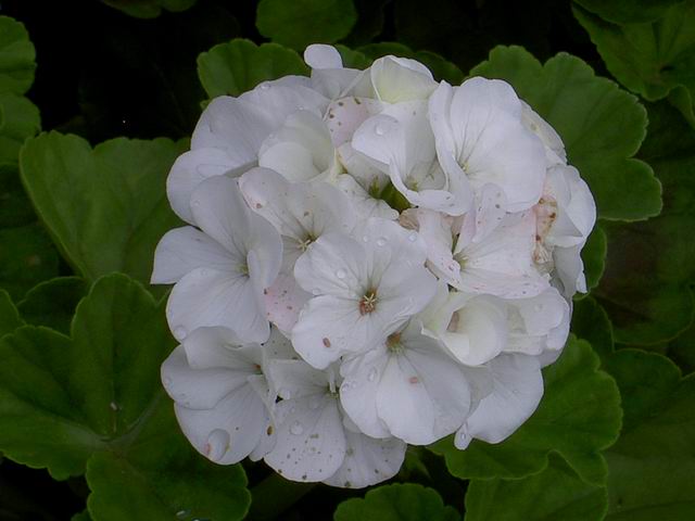 PICT1802.JPG