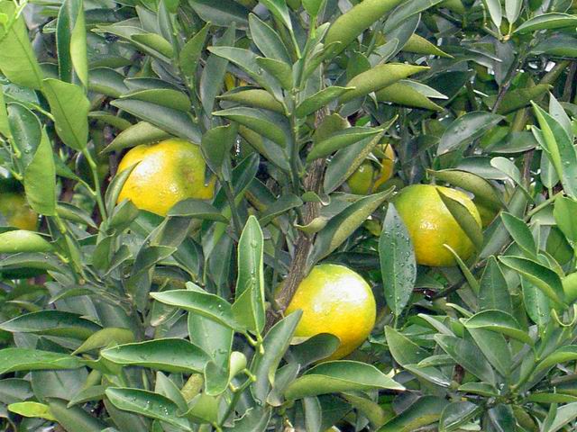 PICT1246.JPG