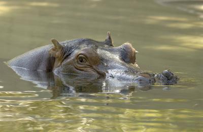 Hippo - Washington Zoo