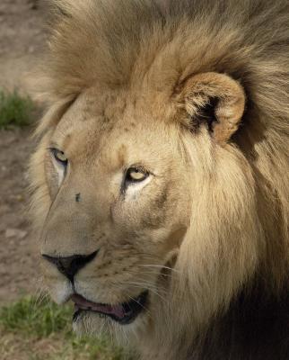 Lion - Washington Zoo