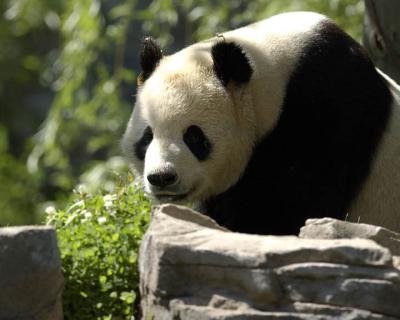 Panda II - Washington Zoo