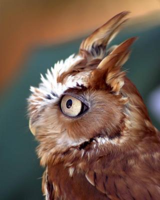 Pygmy Owl