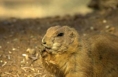 The Muncher