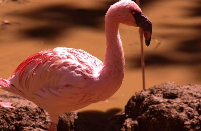 Pygmy Flamingo