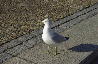 Gull - Relecting Pond Steps - Washington D.C.