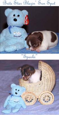  A Chihuahua puppy growing up