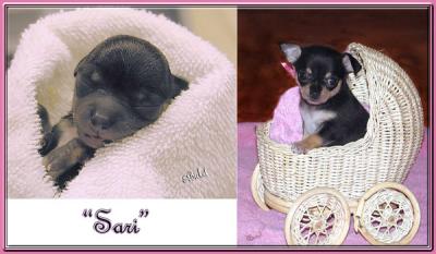 Sari : a Brite Star Chihuahua puppy growing up