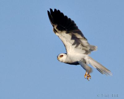 White-Tailed-Kite hovering above me