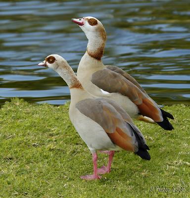 Egyptian-Geese
