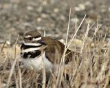 Kildeer-in-grass.jpg