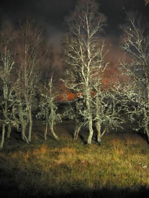 Trees at Night_filtered