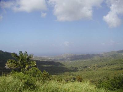 Valley Scene - Barbados