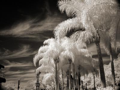 Epcot Palm Trees infrared