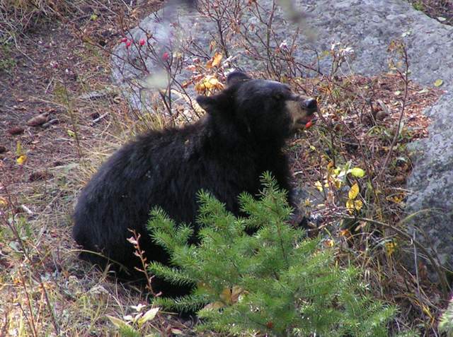 Eating berries