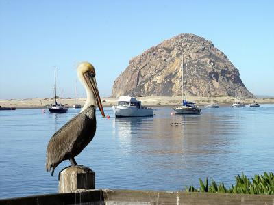 Pelican and Morro Rock.jpg