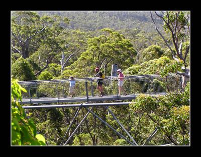 Tree top walk in the Valley of the Giants