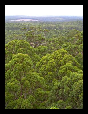 From the top of the 60m Gloucester tree