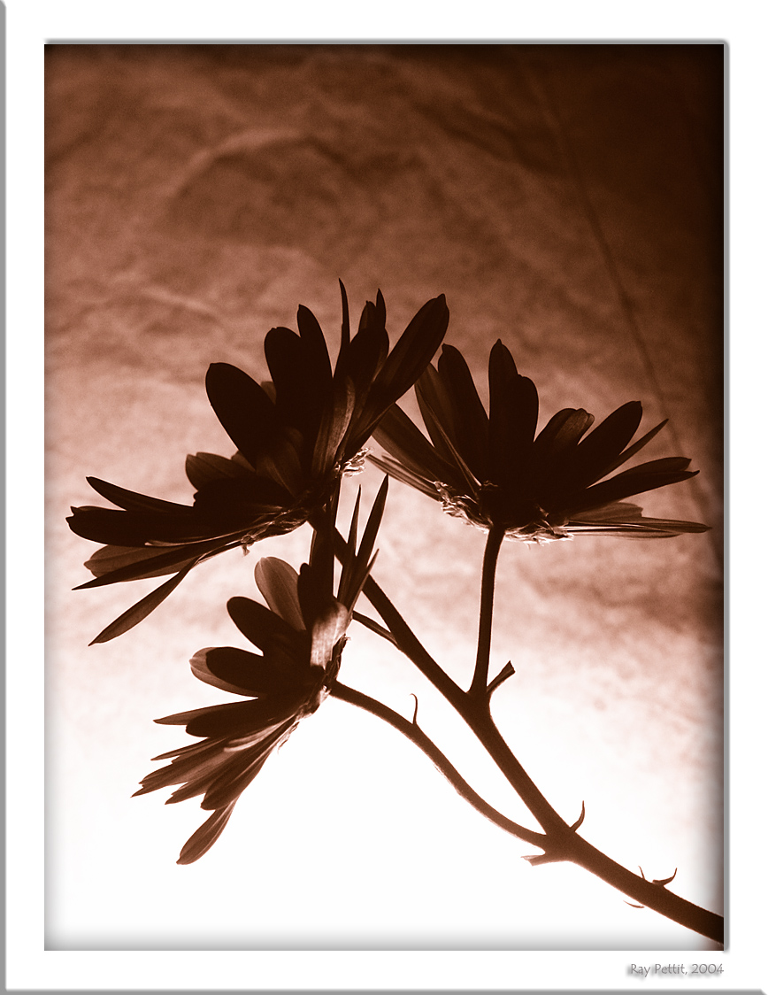 November 24 2004: <br> Flower in Silhouette