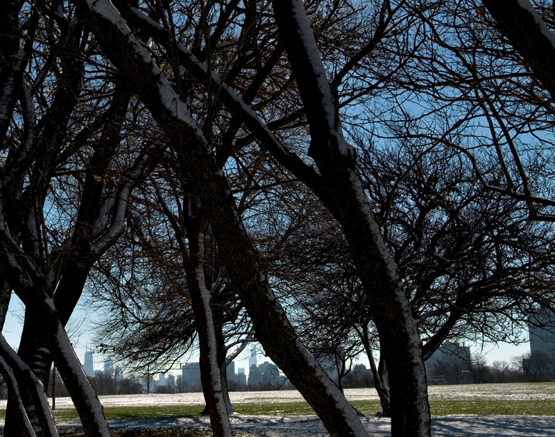 city_trees1.jpg