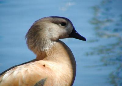 DuckCroppedC210.jpg
