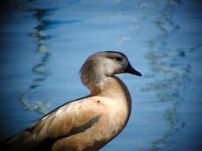 DuckVignetteC210.jpg