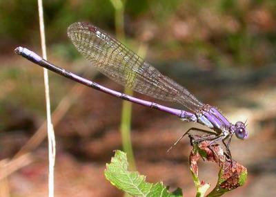 Violet Dancer - Argia fumipennis violacea