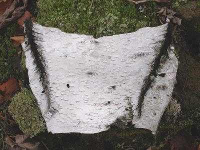 birchbark - rigid piece approx. 12 across