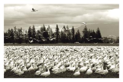 Snow Geese