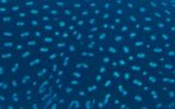spots