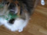 Dog Attack